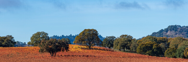 panorama of a vineyard with oak tree with fall color., sonoma county, california, usa