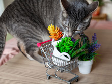 The Gray Cat Smells Decorative Houseplants In The Store Cart