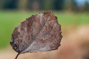 Leaf whit water