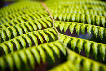 Close Up Of Green Leaf Background