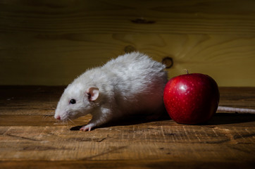 Sticker - Rat and a red apple.