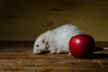 Sticker - Rat and a red apple.