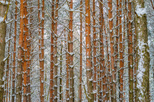 Pine Forest Winter Background. Branches And Trunks Of Pine Trees Covered With Snow In The Winter Forest