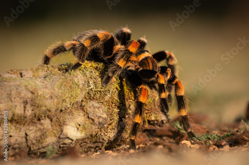 Fotomural Amazing spider crawling over a tree trunk