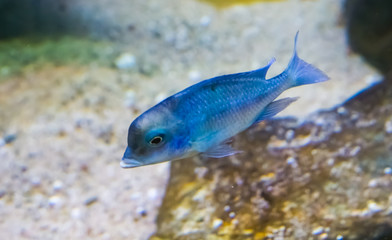 blue Malawi dolphin cichlid fish also known as moorii, a cute and funny tropical pet that looks like a dolphin from malawi lake