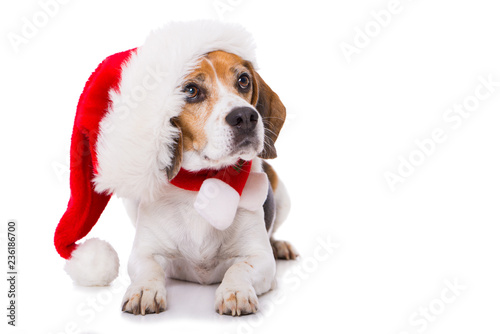 Cuadros en Lienzo Adult beagle dog with santa hat lying isolated on white background and looking