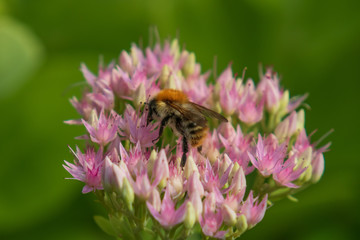 Bee collecting pollen on purple flowers, closeup