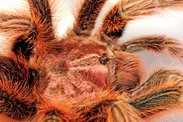 Wall Mural - Rote Chile-Vogelspinne (Grammostola rosea) - Chilean rose tarantula