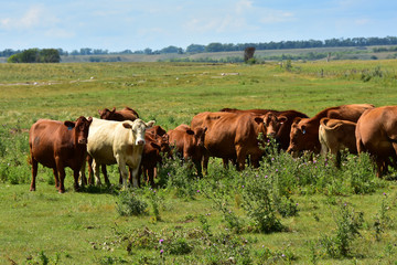 Beef cattle in green pasture in North Dakota.