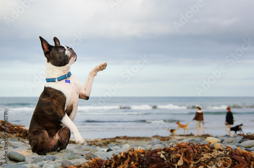 boston terrier trembling