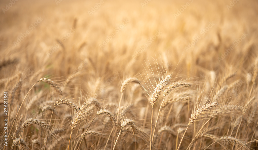 Harvest season golden wheat field - obrazy, fototapety, plakaty 