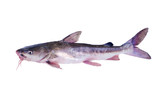 Fototapeta  - The hardhead catfish (Ariopsis felis).    Isolated on white background