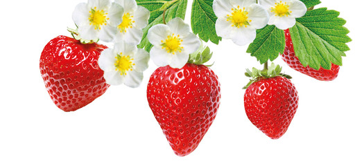 Wall Mural - freshness tasty red strawberries