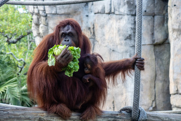 Wall Mural - Bornean orangutans