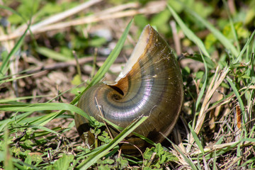 Apple snail shell