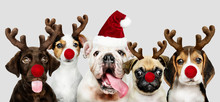 Group Of Puppies Wearing Christmas Costumes To Celebrate Christmas