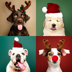 Wall Mural - Set of portraits of adorable puppies in Christmas costumes