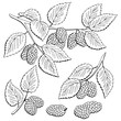 Mulberry berry branch graphic black white isolated set sketch illustration vector