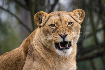 Wall Mural - Lioness cleaning her fur