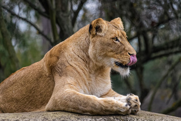 Wall Mural - Side view of a lion sitting on a rock