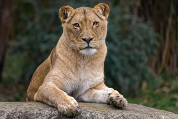 Wall Mural - Lioness sitting on a rock