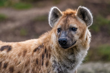 close up of a spotted hyena
