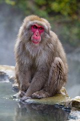 Japanese Snow Monkey bathing in the thermal hot springs of Jigokudani, Japan