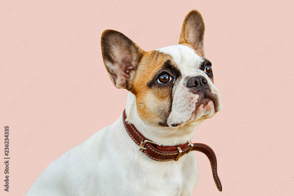 serious french bulldog on an isolated background looking into the camera - obrazy, fototapety, plakaty 