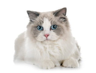 Canvas Print - ragdoll cat in studio