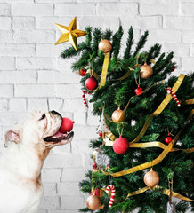 Adorable Bulldog puppy standing next to a Christmas tree