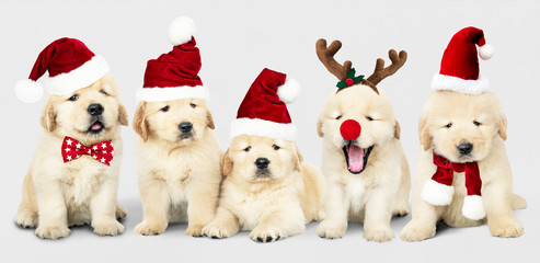 group of adorable golden retriever puppies wearing christmas costumes