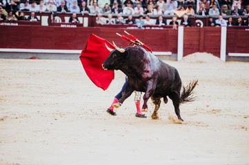 Wall Mural - Spanish bullfight. The enraged bull attacks the bullfighter