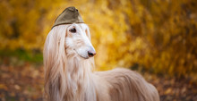 Dog, Afghan Hound In A Military Cap, Against The Background Of The Autumn Forest. Host Protection Concept, Dog Protector