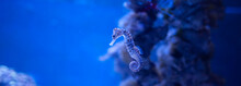 Seahorse, Hippocampus Swimming In The Ocean, Against A Background Of Corals