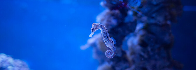 Seahorse, Hippocampus swimming in the ocean, against a background of corals