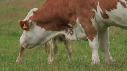 Wall Mural - mother cow licking newborn