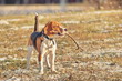 © Iliya Mitskavets - Beagle dog holding a stick
