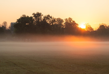 Wall Mural - fog over an meadow in a public park during an autumn sunrise. lyon, france.