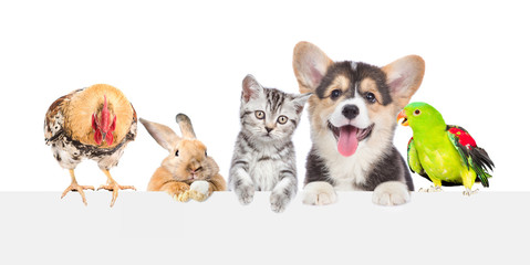 Aufkleber - Group of pets together over white banner. isolated on white background
