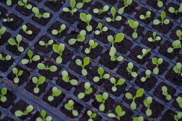 Wall Mural - shoot of lettuce seeds in cassettes in a hotbed. lettuce sprouts on the fifth day