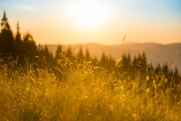 Wall Mural - dry grass on a field at sunset in the mountains with big shining sun