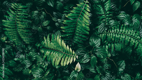 Cuadros en Lienzo Tropical green leaf in dark tone.