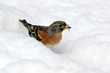 Durch den Schnee laufendes Bergfink-Weibchen
