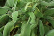 Sage medicinal herbs