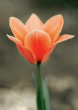 Fototapeta Tulipany - Red tulip flower. Easter or Valentine. Blooming fragrant red tulip.