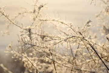 Sticker - Frozen dry plants in winter