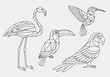 Set of abstract polygonal tropical birds. Linear geometric Hummingbird, Flamingo, parrot, Toucan. Vector illustration.