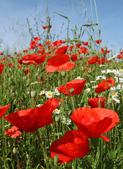 Wall Mural - coquelicots et marguerites