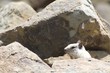 Leucistic Ground Squirrel Hiding in the Rocks