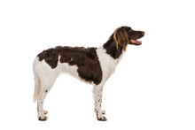 Portrait Of A Two Year Old Female Small Munsterlander Dog ( Heidewachtel ) Standing Side Ways Isolated On White Background
